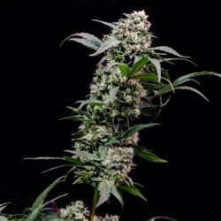 Orbital Banana F1 semi cannabis Royal Queen Seeds
