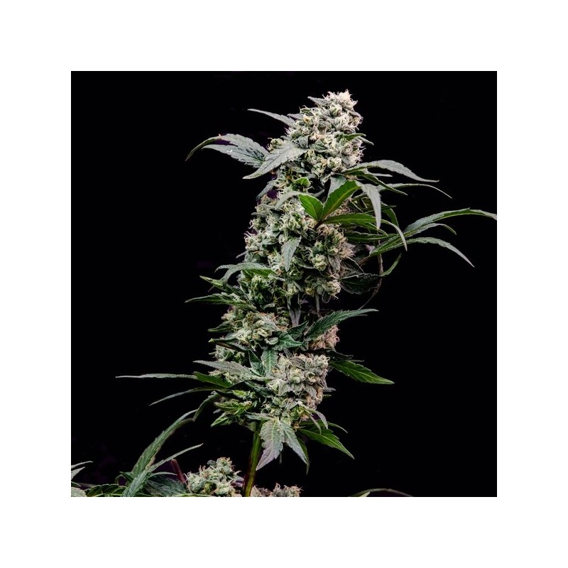 Orbital Banana F1 semi cannabis Royal Queen Seeds