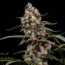Orbital Banana F1 semi cannabis Royal Queen Seeds