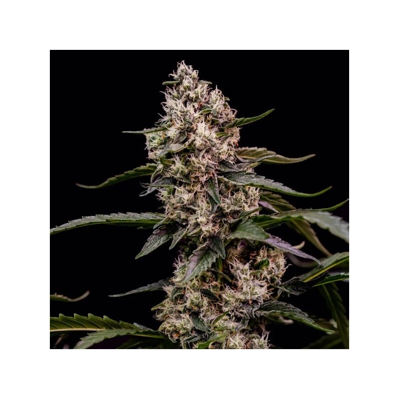 Orbital Banana F1 semi cannabis Royal Queen Seeds