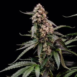 Orbital Banana F1 semi cannabis Royal Queen Seeds