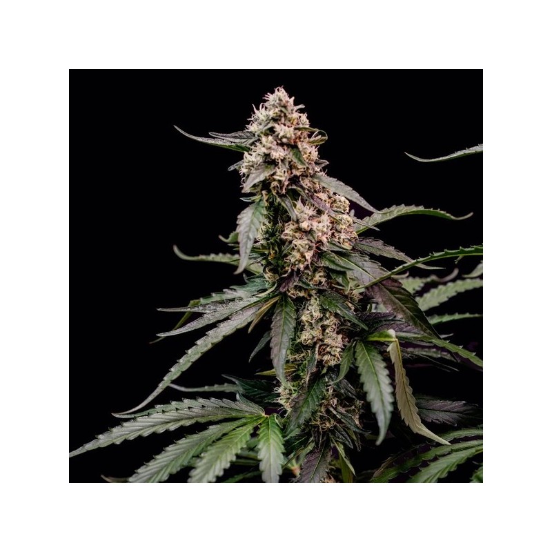 Orbital Banana F1 semi cannabis Royal Queen Seeds