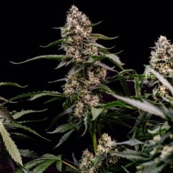 Orbital Banana F1 semi cannabis Royal Queen Seeds