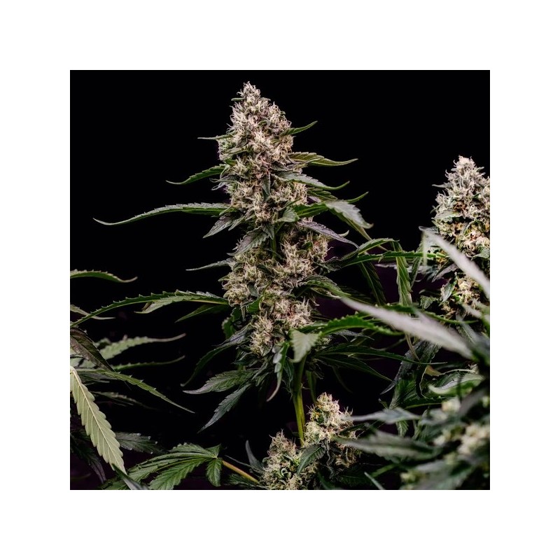 Orbital Banana F1 semi cannabis Royal Queen Seeds
