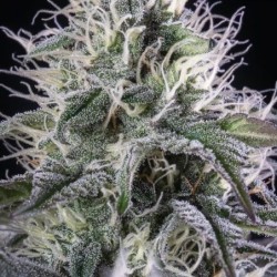 Orbital Banana F1 semi cannabis Royal Queen Seeds