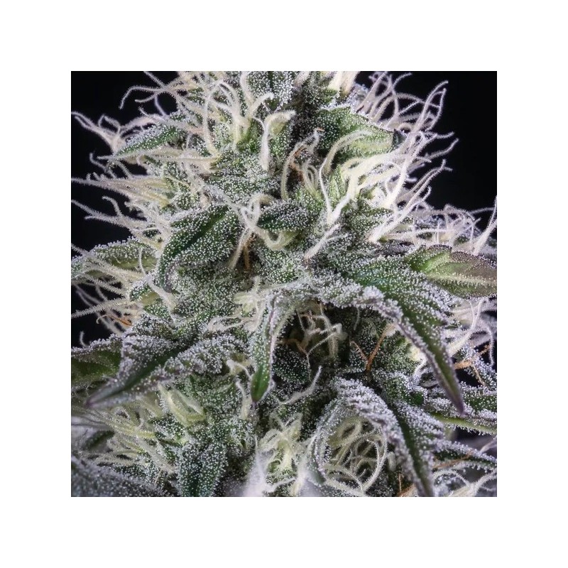 Orbital Banana F1 semi cannabis Royal Queen Seeds