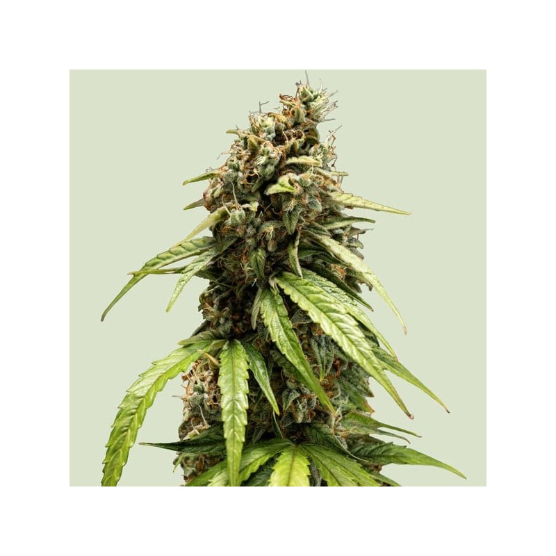 Orion F1 Auto semi cannabis Royal Queen Seeds