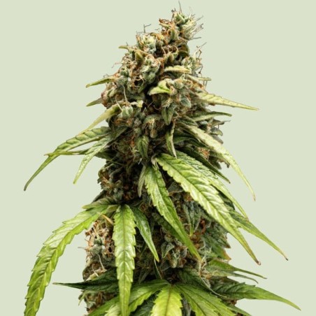 Orion F1 Auto semi cannabis Royal Queen Seeds