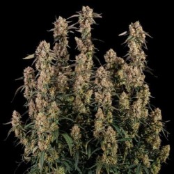 Orion F1 Auto semi cannabis Royal Queen Seeds