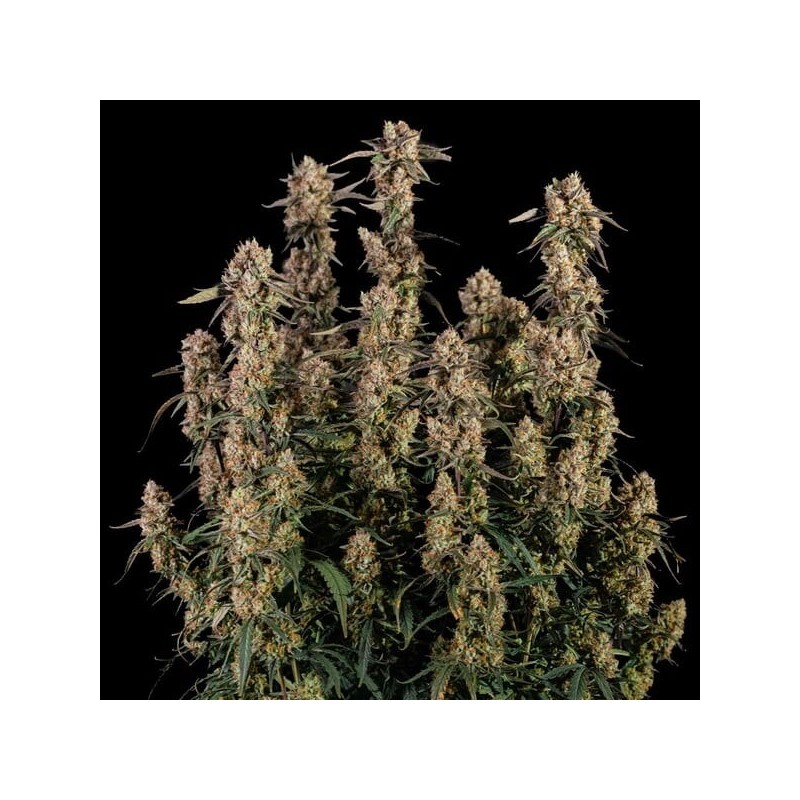 Orion F1 Auto semi cannabis Royal Queen Seeds