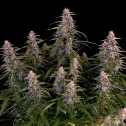 Orion F1 Auto semi cannabis Royal Queen Seeds