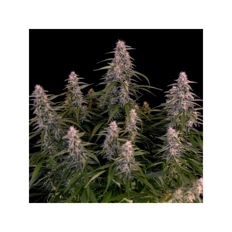 Orion F1 Auto semi cannabis Royal Queen Seeds