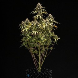 Orion F1 Auto semi cannabis Royal Queen Seeds