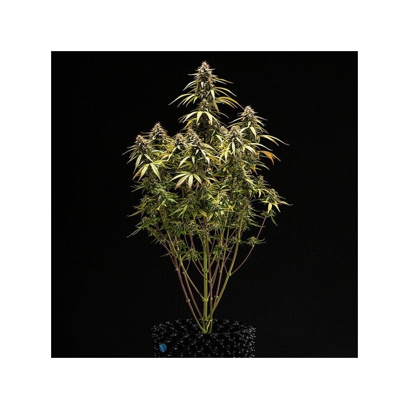 Orion F1 Auto semi cannabis Royal Queen Seeds