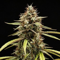 Orion F1 Auto semi cannabis Royal Queen Seeds