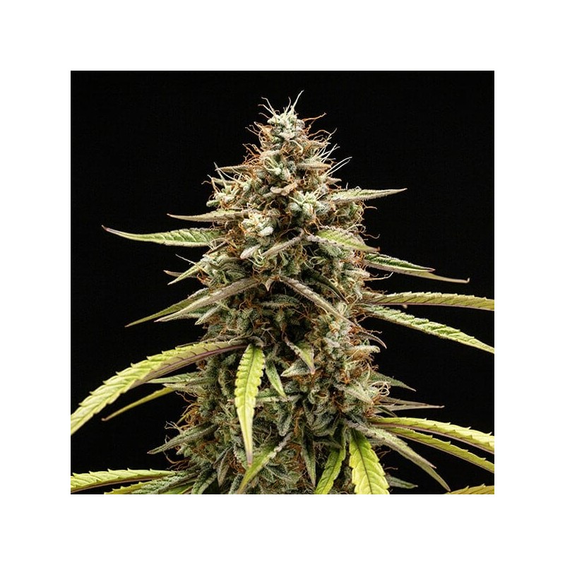Orion F1 Auto semi cannabis Royal Queen Seeds
