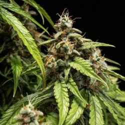 Orion F1 Auto semi cannabis Royal Queen Seeds