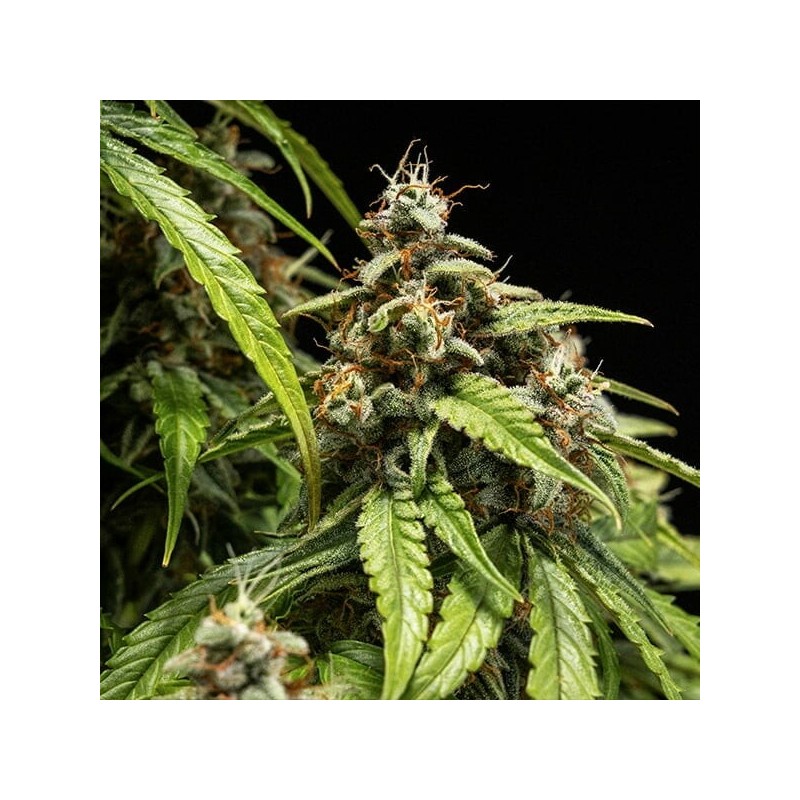 Orion F1 Auto semi cannabis Royal Queen Seeds