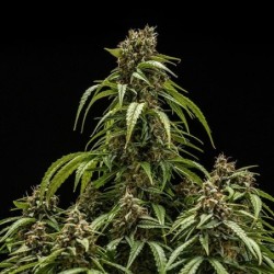 Orion F1 Auto semi cannabis Royal Queen Seeds