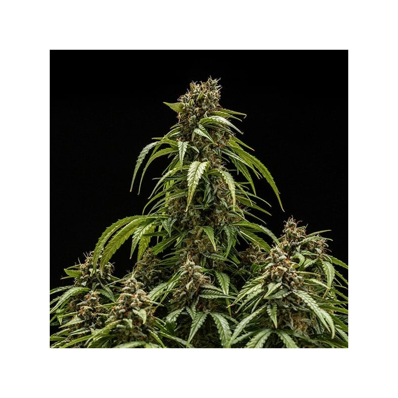 Orion F1 Auto semi cannabis Royal Queen Seeds
