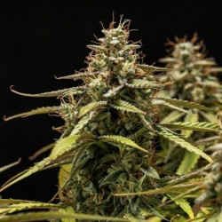 Orion F1 Auto semi cannabis Royal Queen Seeds