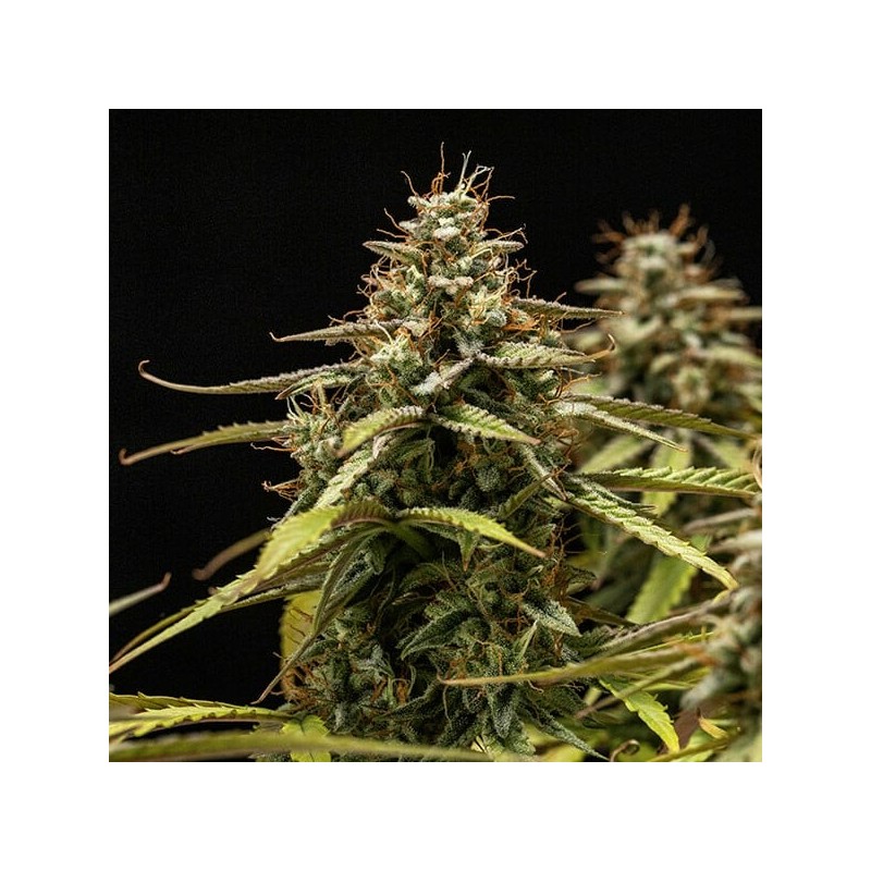 Orion F1 Auto semi cannabis Royal Queen Seeds
