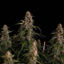 Orion F1 Auto semi cannabis Royal Queen Seeds