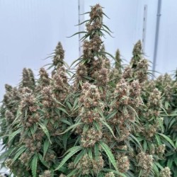 Orion F1 Auto semi cannabis Royal Queen Seeds