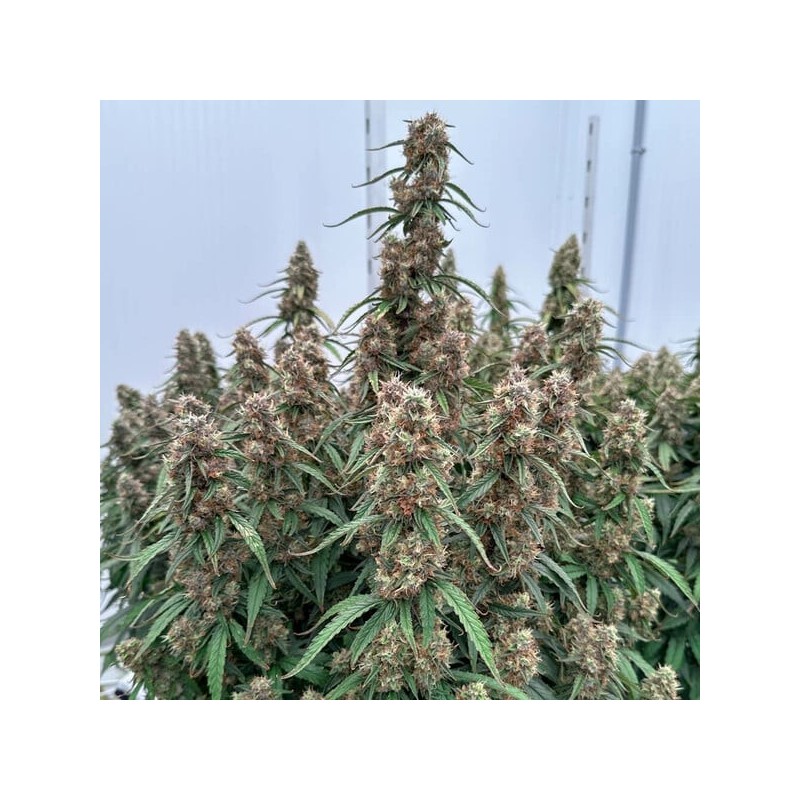 Orion F1 Auto semi cannabis Royal Queen Seeds