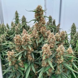 Orion F1 Auto semi cannabis Royal Queen Seeds