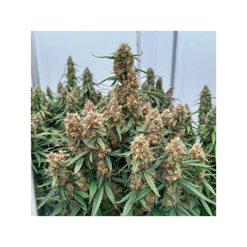Orion F1 Auto semi cannabis Royal Queen Seeds
