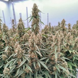 Orion F1 Auto semi cannabis Royal Queen Seeds