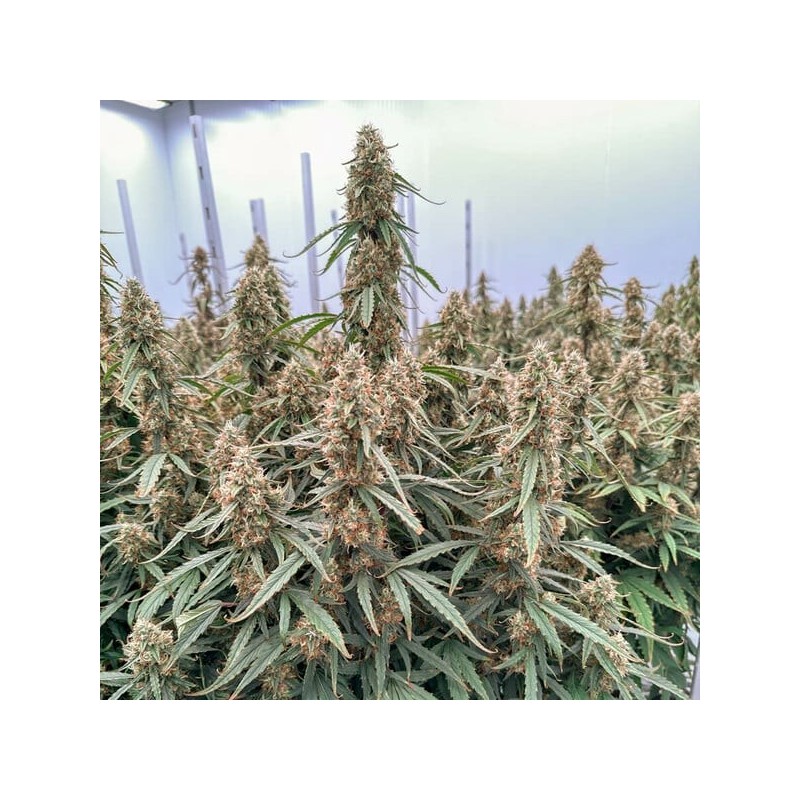 Orion F1 Auto semi cannabis Royal Queen Seeds