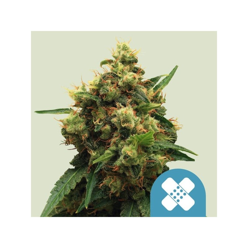 Painkiller XL CBD semi cannabis Royal Queen Seeds