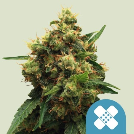 Painkiller XL CBD semi cannabis Royal Queen Seeds