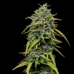 Painkiller XL CBD semi cannabis Royal Queen Seeds