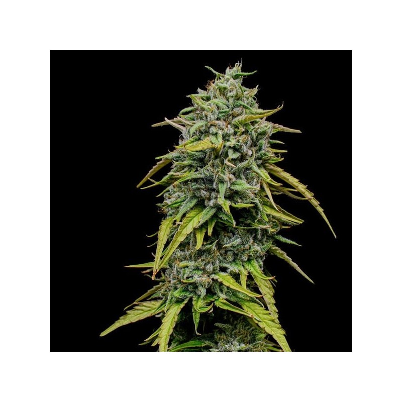 Painkiller XL CBD semi cannabis Royal Queen Seeds