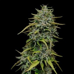 Painkiller XL CBD semi cannabis Royal Queen Seeds