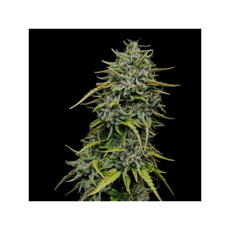 Painkiller XL CBD semi cannabis Royal Queen Seeds