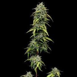 Painkiller XL CBD semi cannabis Royal Queen Seeds