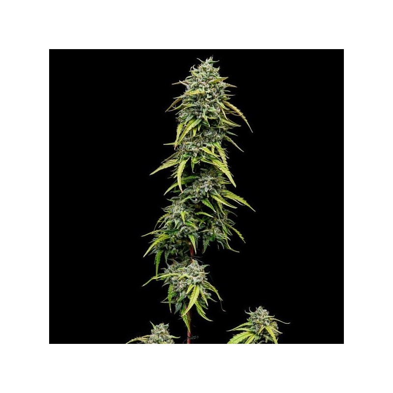 Painkiller XL CBD semi cannabis Royal Queen Seeds