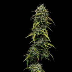 Painkiller XL CBD semi cannabis Royal Queen Seeds