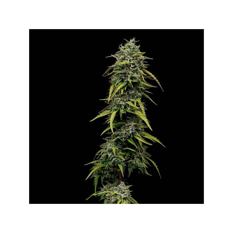 Painkiller XL CBD semi cannabis Royal Queen Seeds