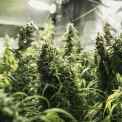Painkiller XL CBD semi cannabis Royal Queen Seeds