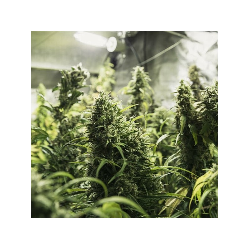 Painkiller XL CBD semi cannabis Royal Queen Seeds