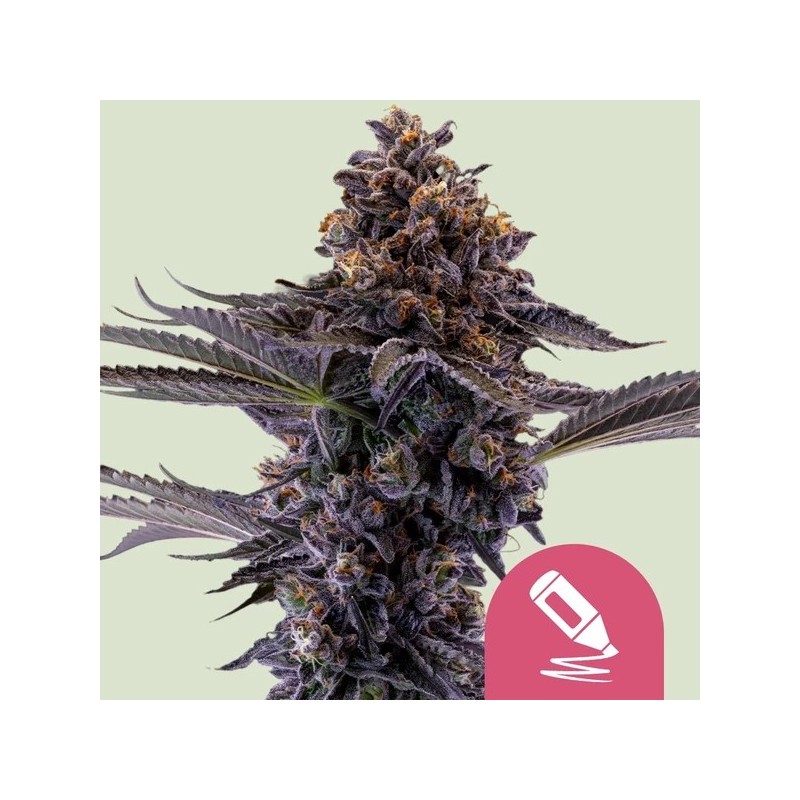 Permanent Marker semi cannabis Royal Queen Seeds