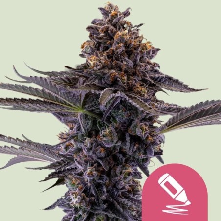 Permanent Marker semi cannabis Royal Queen Seeds