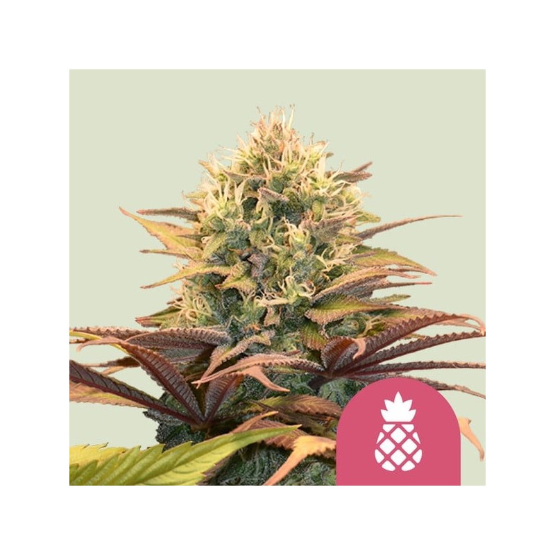 Pineapple Kush semi cannabis Royal Queen Seeds