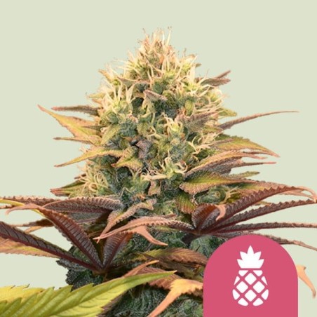 Pineapple Kush semi cannabis Royal Queen Seeds