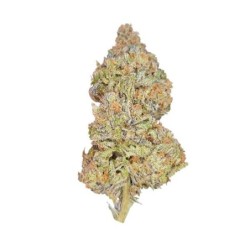 Pineapple Kush semi cannabis Royal Queen Seeds